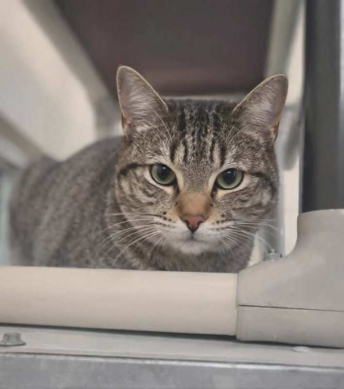 Picture of the Animal Listed